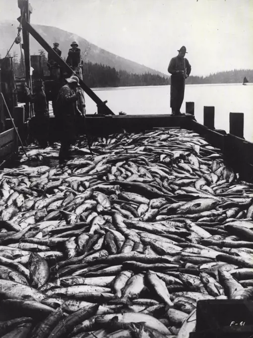 A scow-load of freshly-caught B.C. salmon arriving at a cannery on the Skeena River, British Columbia, Canada. July 26, 1937.