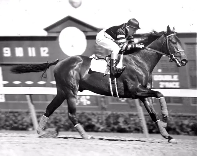 Grandson Of Man O'WarWar admiral, great grandson of Man O'War, kicks up his heels as he goes to post at Hialeah Park in 1938.War Admiral, one of the most outstanding descendants of Man O'War kicks up his heels as he warms up before a race at Hialeah Park. June 1, 1947. (Photo by Associated Press Photo).