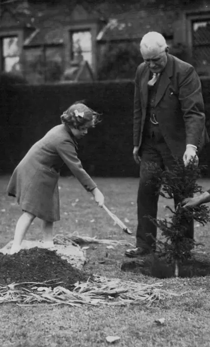 Royal Princesses Plant Yew Trees At Glamis Castle -- Princess Margaret Rose planting the smaller of the two trees were planted, Her sister planted a larger tree beforehand.The Royal Princesses, Elizabeth and Margaret Rose, planted yew trees at Clamis castle, Forfarshire yesterday to commemorate the Coronation year. October 17, 1938. (Photo by Topical Press).