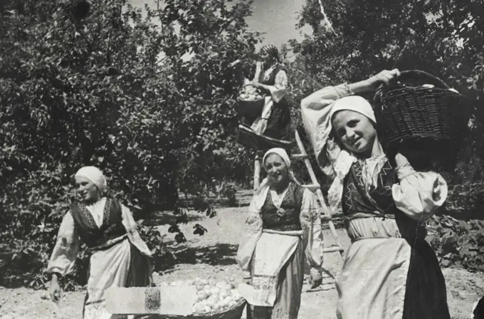 Gathering fruits in the Moldavian National Collective Farm "The Red Border Guard" (Moldavian ASSR). Collective farms of the flourishing Moldavia, enjoy an abundant fruit crop.Young Russian collective farmer in Kazakhstan. July 27, 1940.