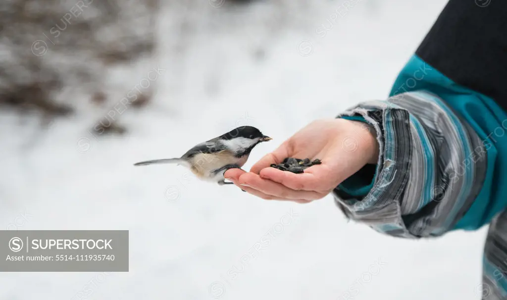 Close up of chickadee bird eating seeds from a child's hand in winter.