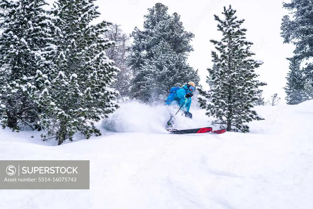 Skier turning between trees and spraying powder