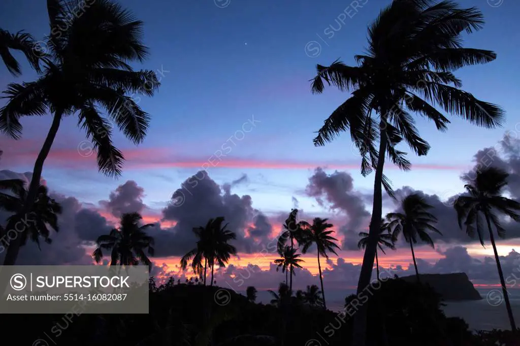 Silhouette of palm trees during pink sunrise with ocean in background