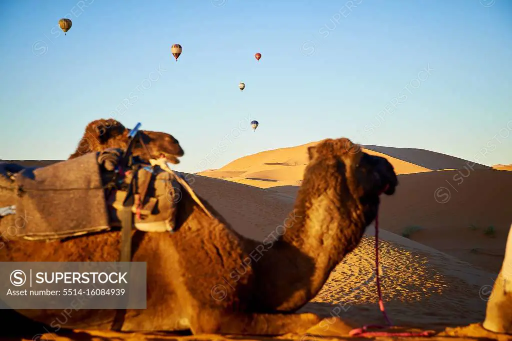 caravan of camels across the desert with hot air ballons