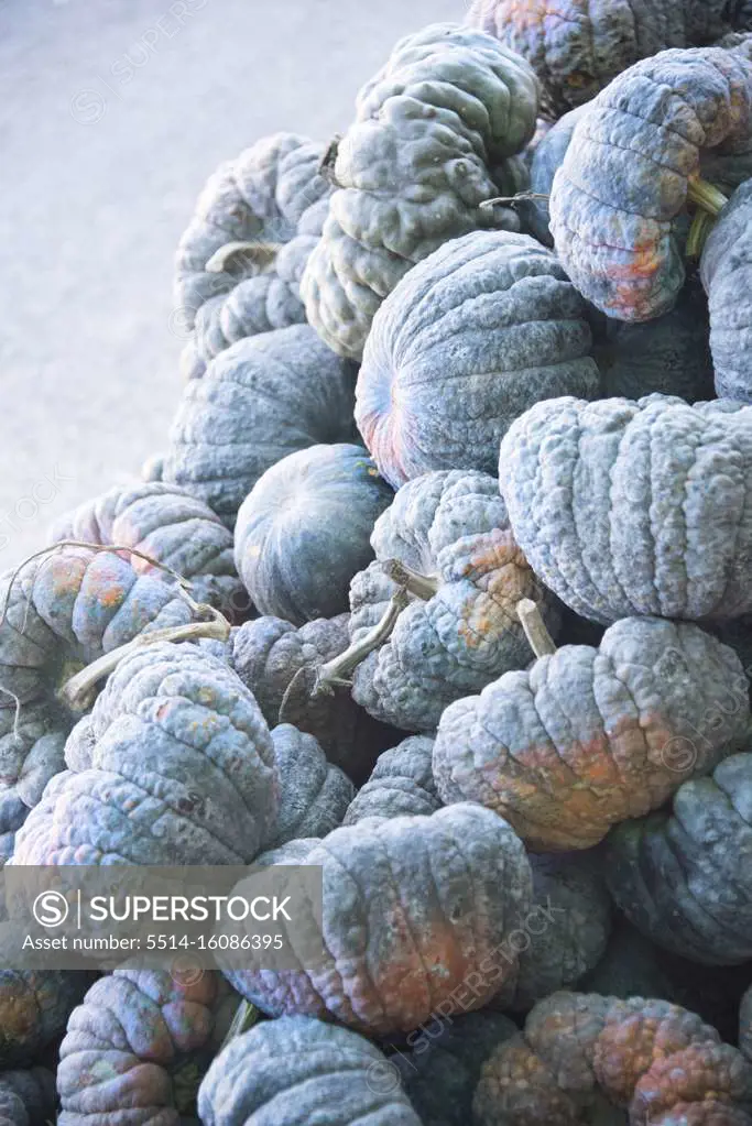 Piles of Pumpkins at the Farmers Market