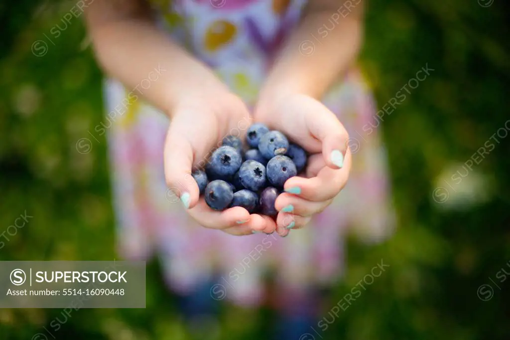 Handful of Freshly Picked Blueberries from a Blueberry Farm