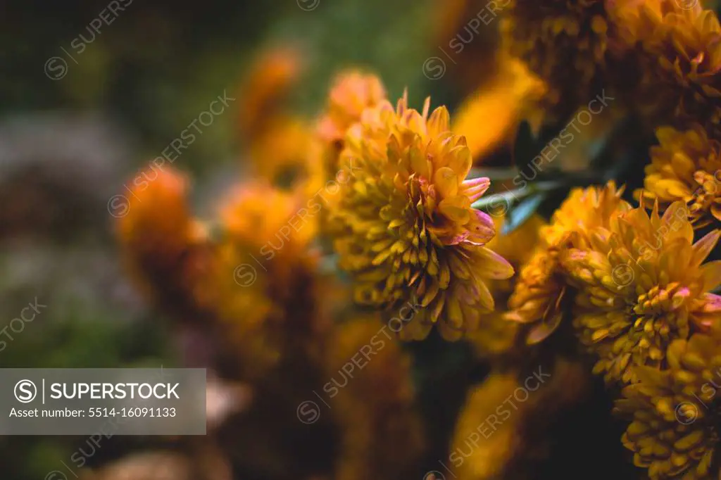 Orange Marigold Plant in a Flower Garden