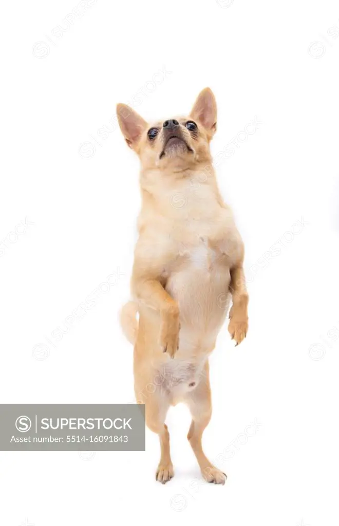 Tan male chihuahua standing on hind legs looking up on white