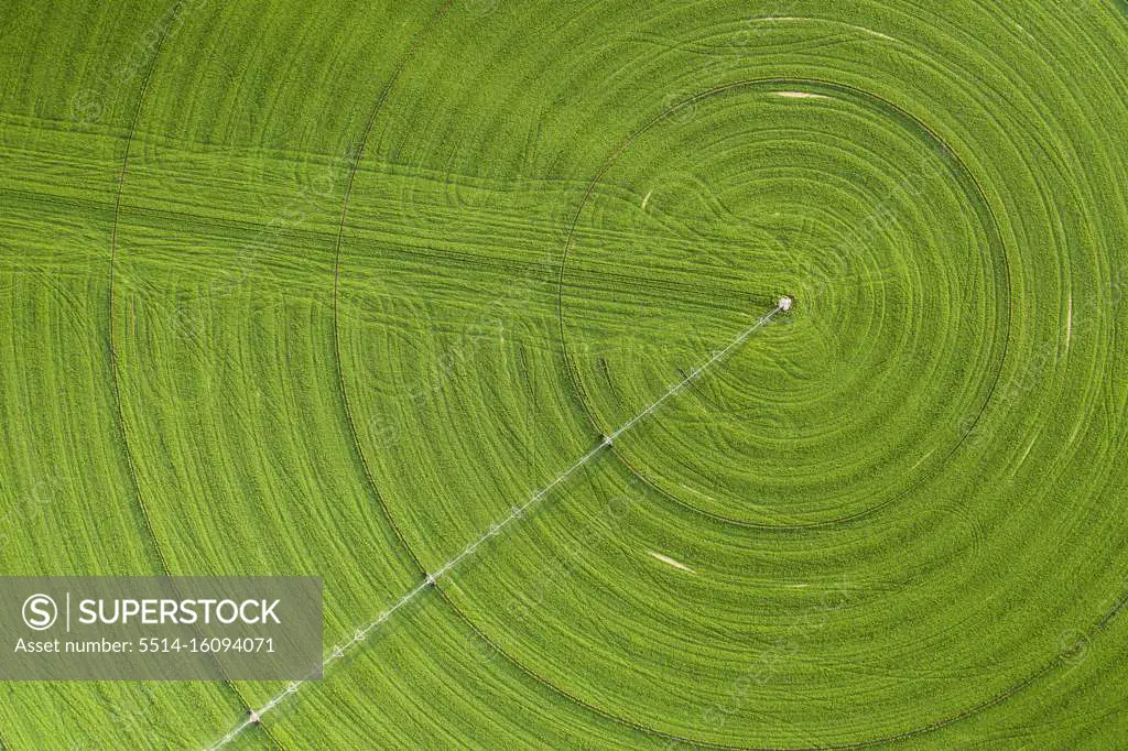 Green Crop Circles Grow in a Remove Nevada Desert 