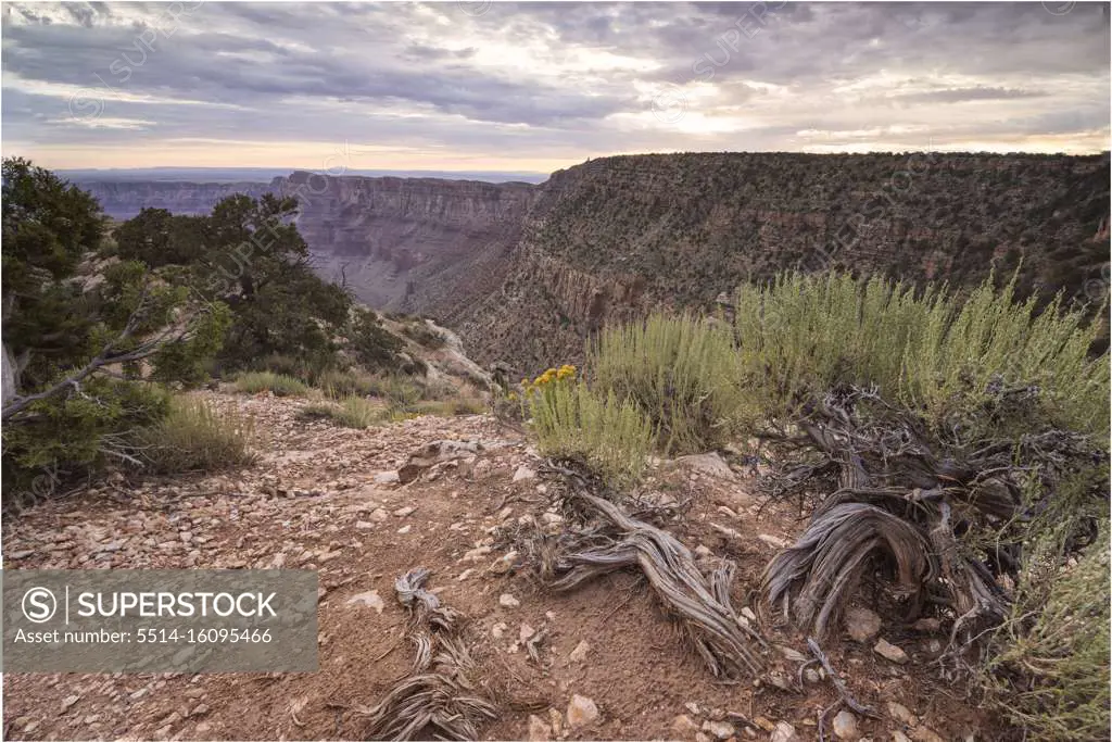 dry roots over grand canyon at Hopi Point