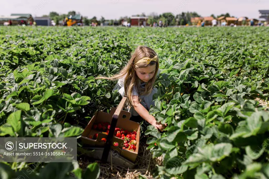 Girl sitting in strawberry field picking berries with a full bucket