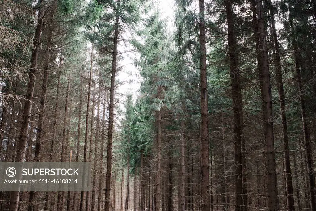 lines of pine trees in a forest in Sweden