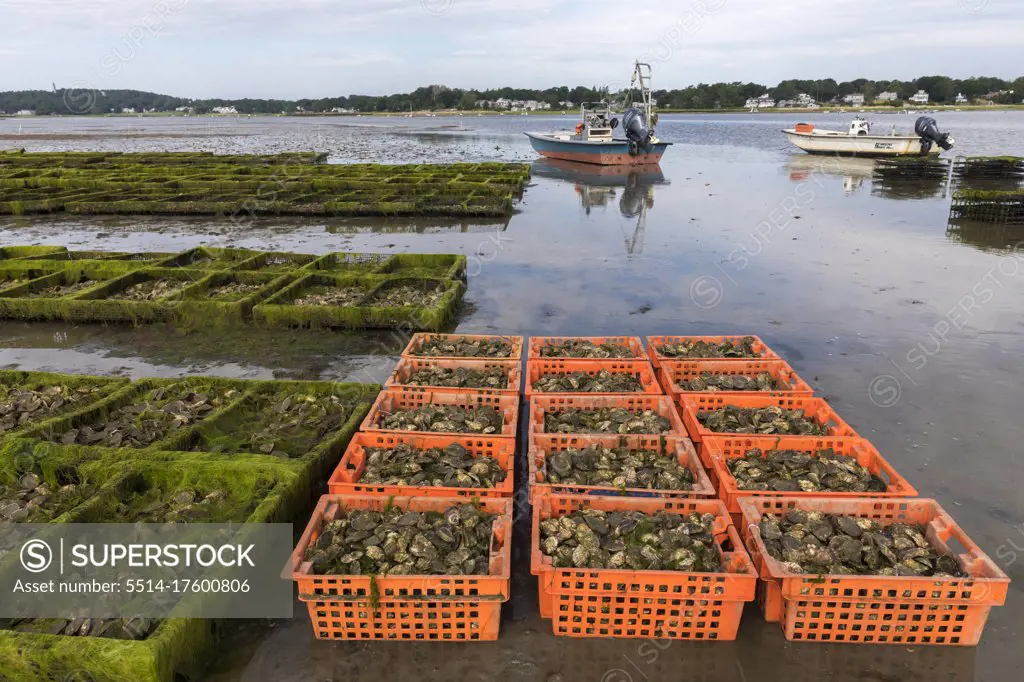 oyster farm scene with crates and cages of oysters