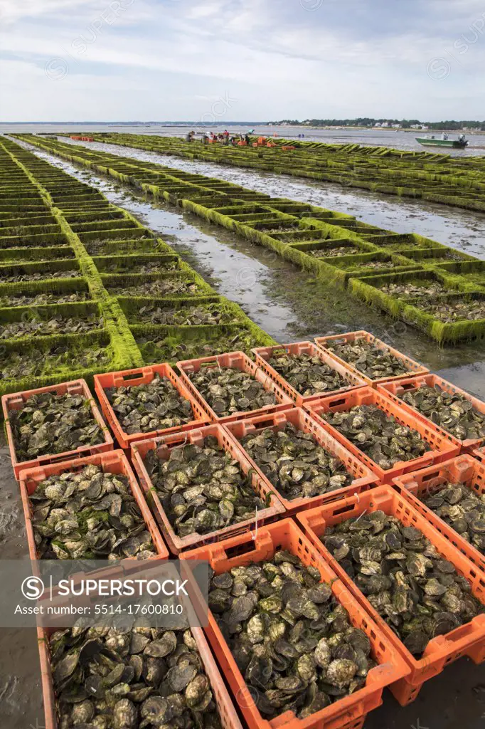 oyster farm scene with crates and cages of oysters