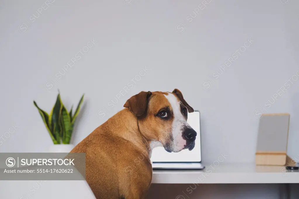 Dog sits in front of the laptop at home desk. Working from home,