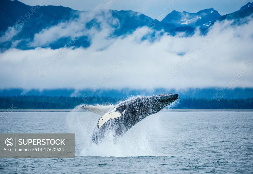 Adolescent humpack whale breaches in Alaska with snowy peaks behind