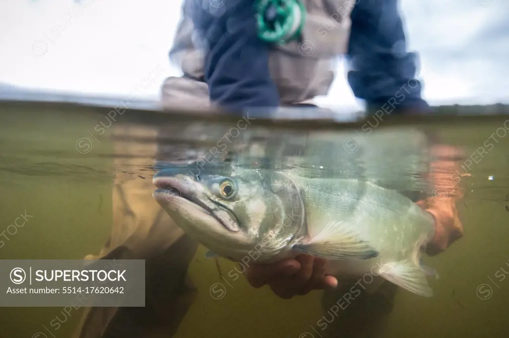 Over-under shot of fly fisherman holding an Alaskan Pink Salmon