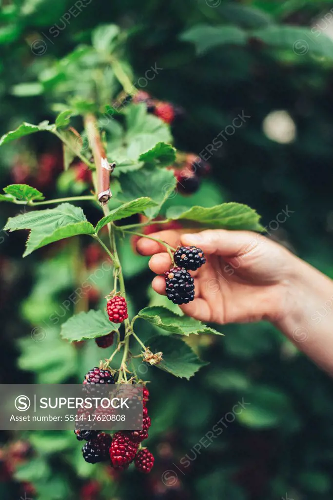 woman harvesting blackberries from plants at farm