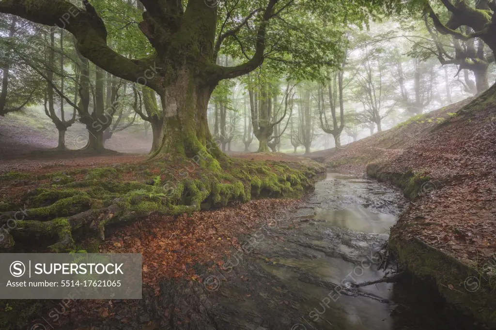 beech cloud forest in summer