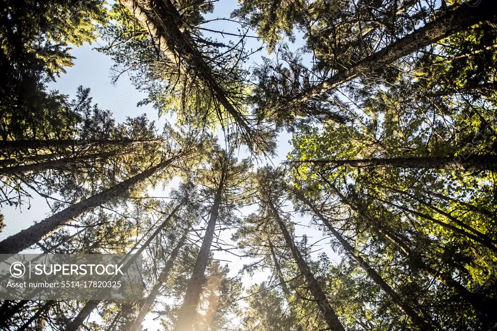 Looking up in forest of pine trees to the sky Appalachian Trail Maine