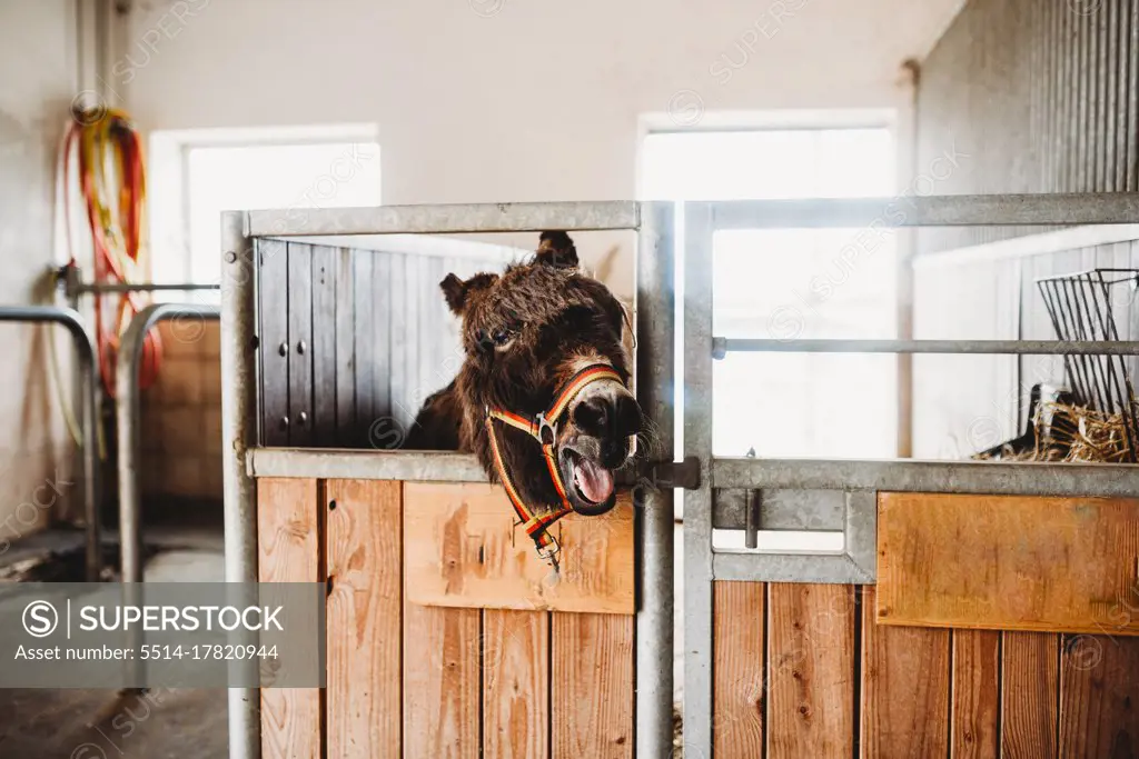 Donkey with mouth open in stable