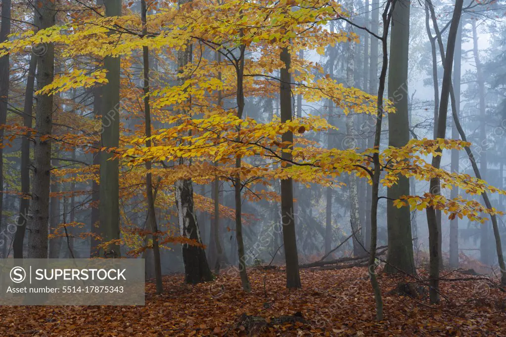 Yellow beech tree in a forest covered with mist in autumn, Hruba Skala, Bohemian Paradise, Semily District, Liberec Region, Bohemian, Czech Republic