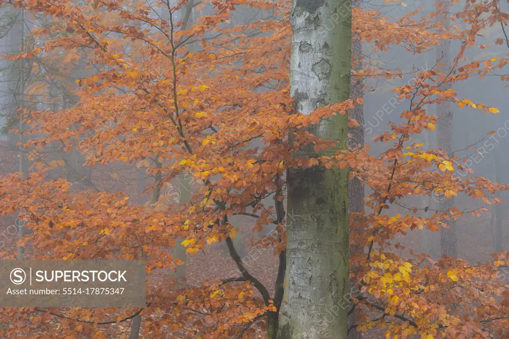 Detail of tree with orange leaves in autumn during misty morning, Hruba Skala, Semily District, Liberec Region, Bohemian Paradise, Bohemia, Czech Republic