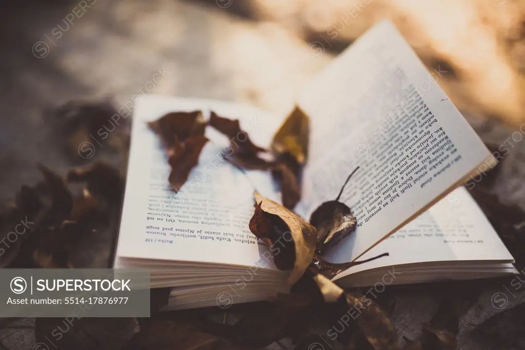 Autumn leaves on old book