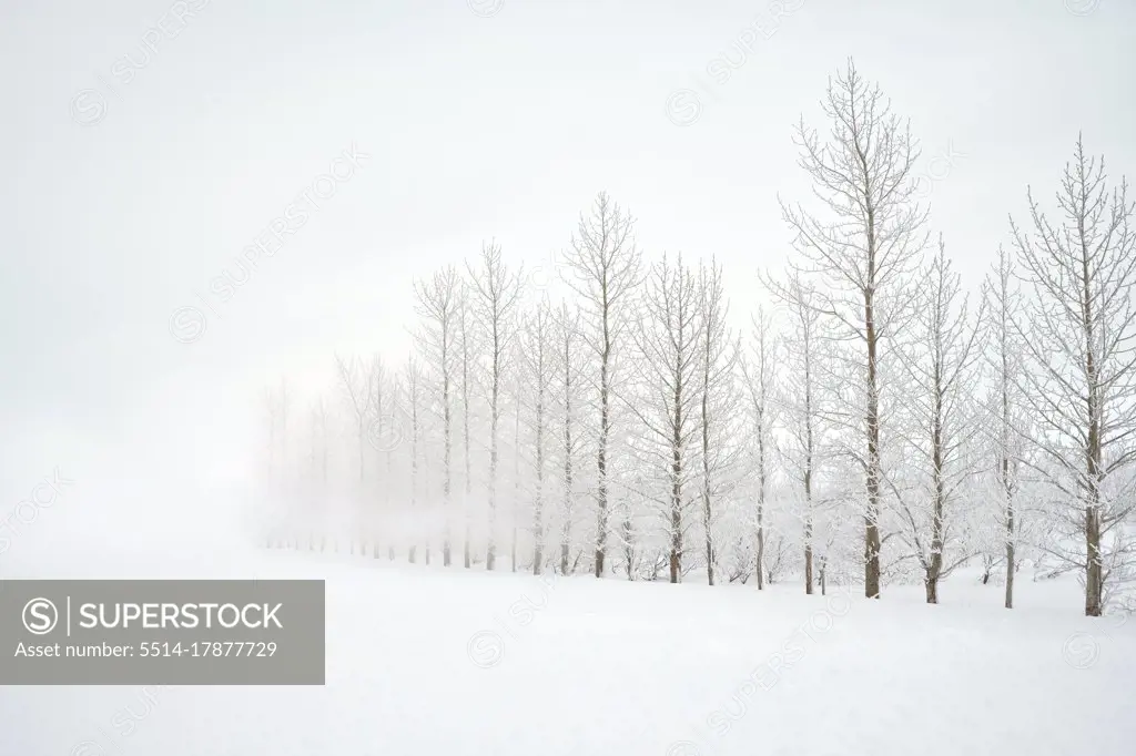 Forest trees on snowy day