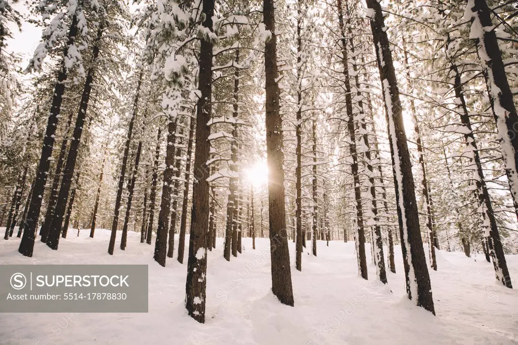 Soft Light Peeks Through Trees in a Snowy Wooded Scene.