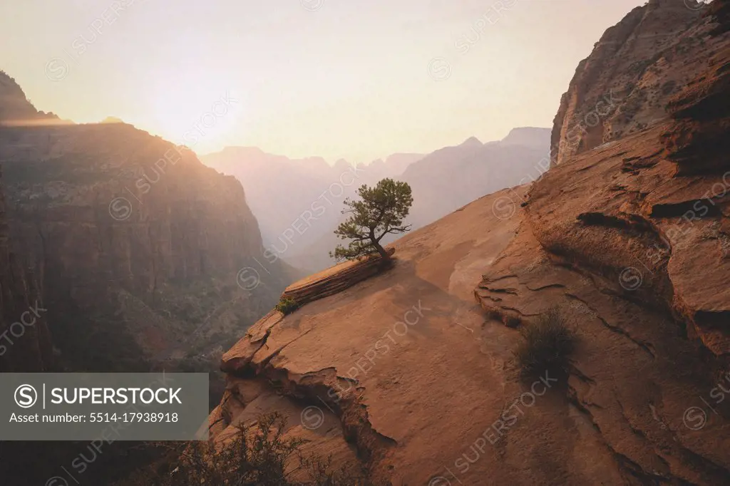 Lone Tree in Zion National Park at Sunset