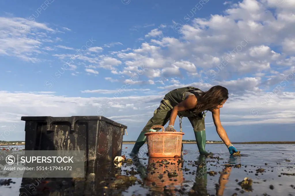 Female oyster picker harvesting oysters at low tide in Wellfleet, MA