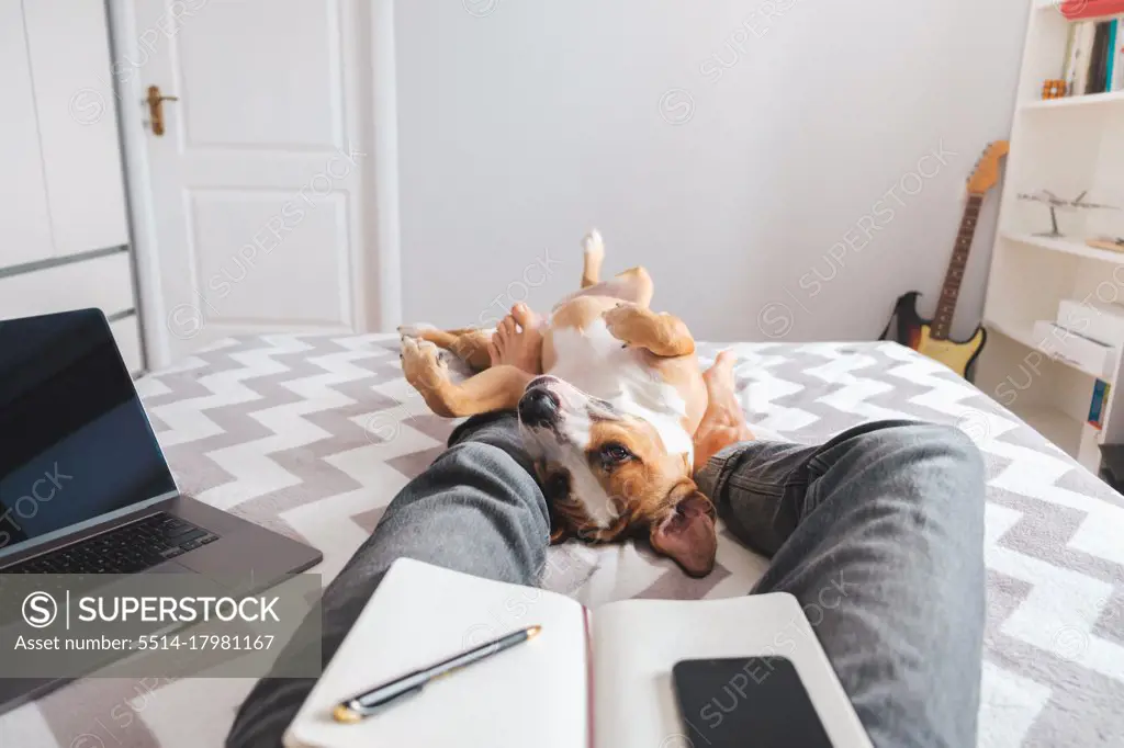 Working from home, domestic life with a pet. Dog lies in bed in