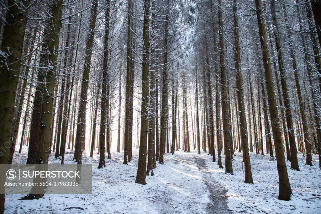 beautiful winter landscape  snow covered pine forest