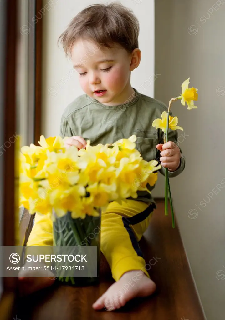 Portrait of cute toddler arranging yellow spring narcissus flowers