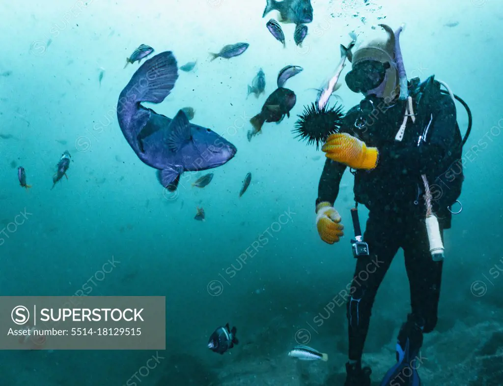 diver feeding fish with sea urchin at South West Rocks