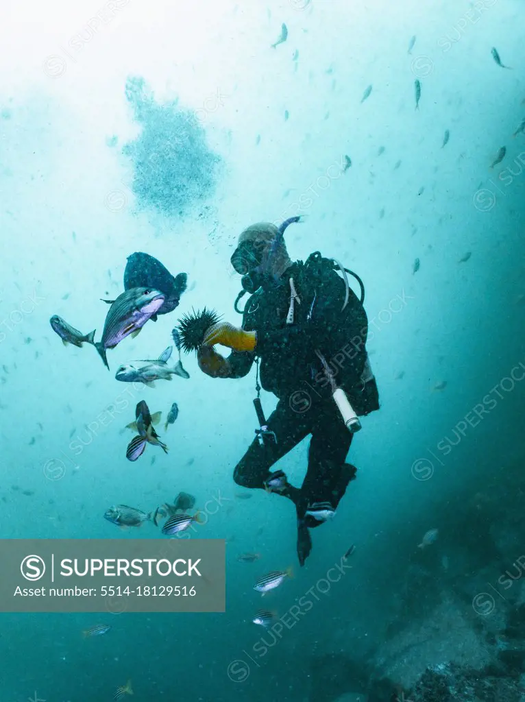 diver feeding fish with sea urchin at South West Rocks