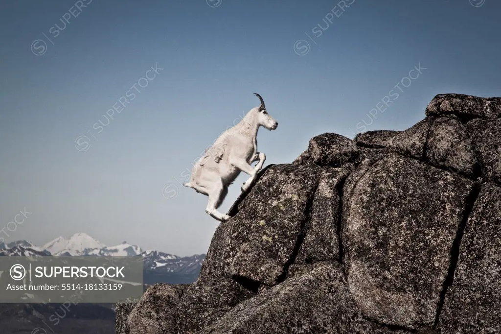 Scenic view of Mountain Goat climbing rocky ridge, B.C. Canada