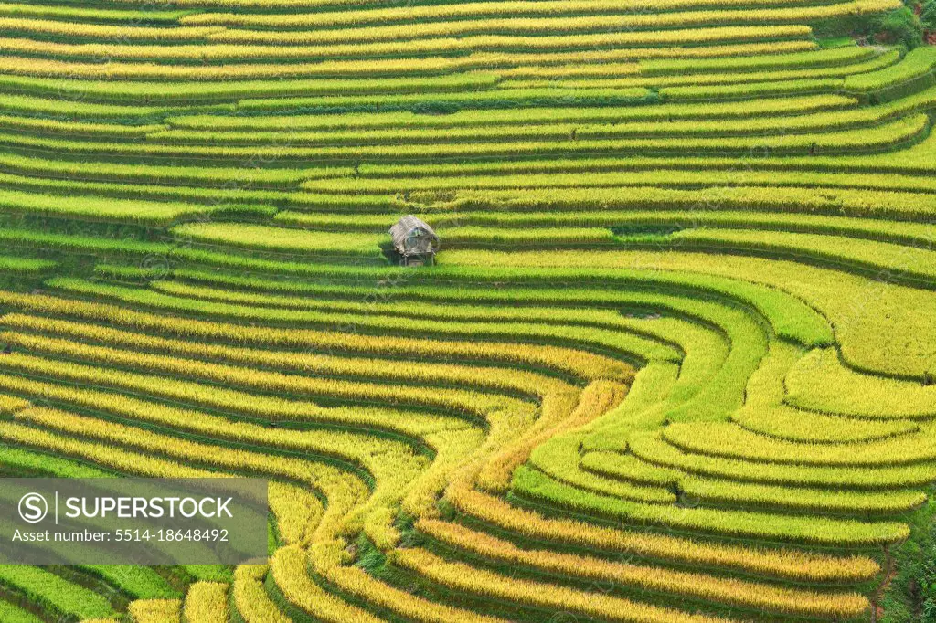 Green Rice fields on terraced in Mu cang chai, Vietnam Rice fiel