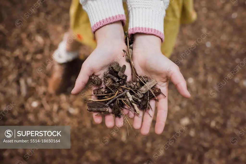 child's hands holding wood in a forest in autumn