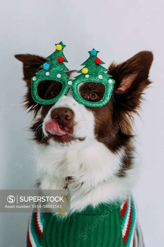 Goofy dog wearing christmas glasses