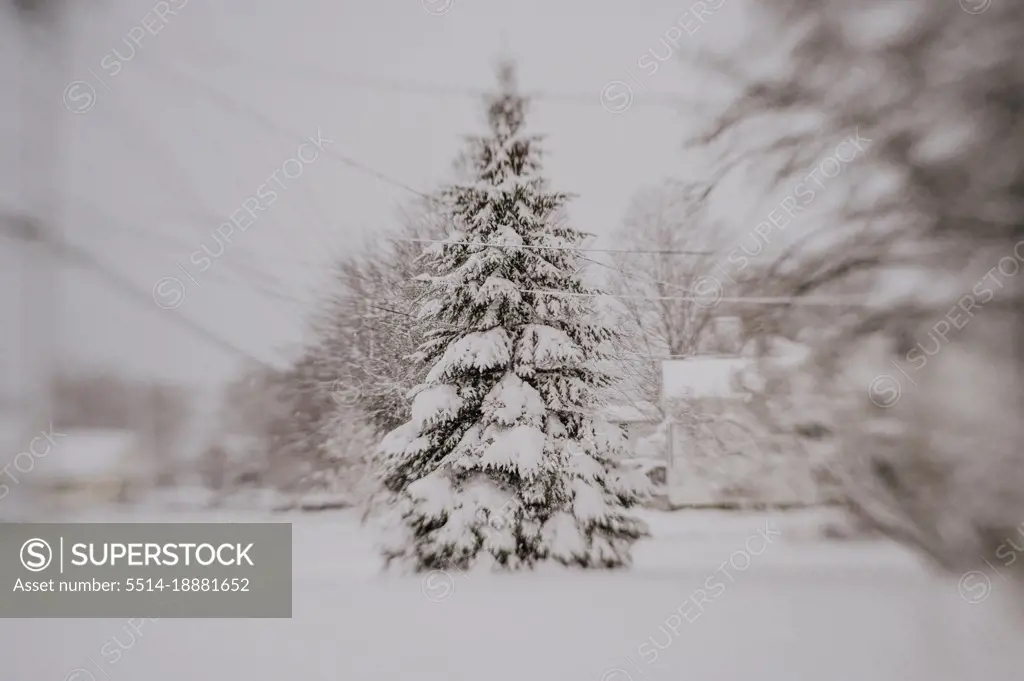 snow covered evergreen during a snowstorm