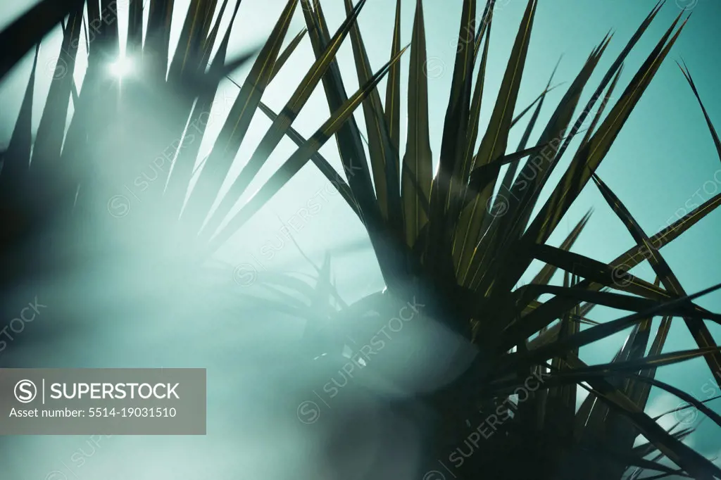 Tropical palm coconut trees on sunset sky flare and bokeh nature