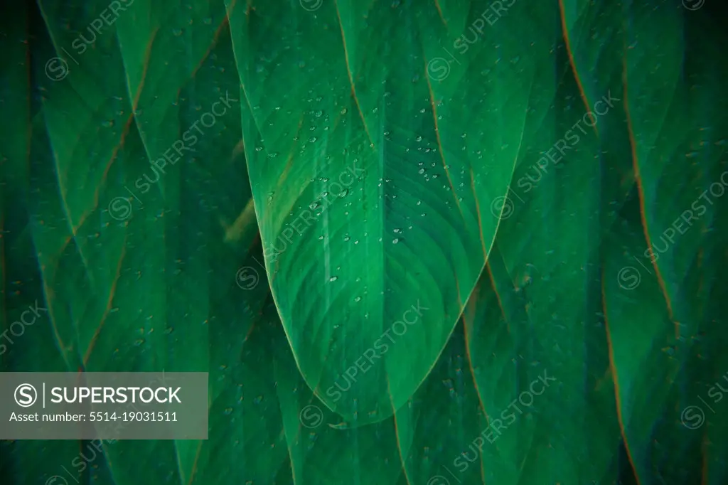 Tropical palm coconut trees on sunset sky flare and bokeh nature