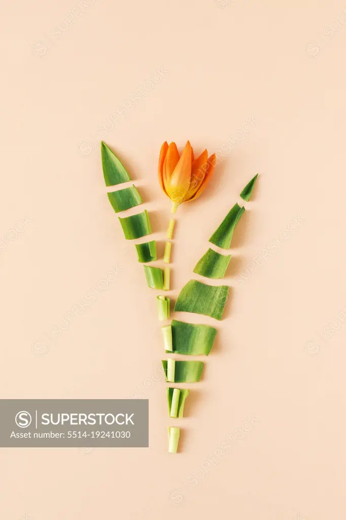 stilllife slice spring orange tulip as a spring puzzle