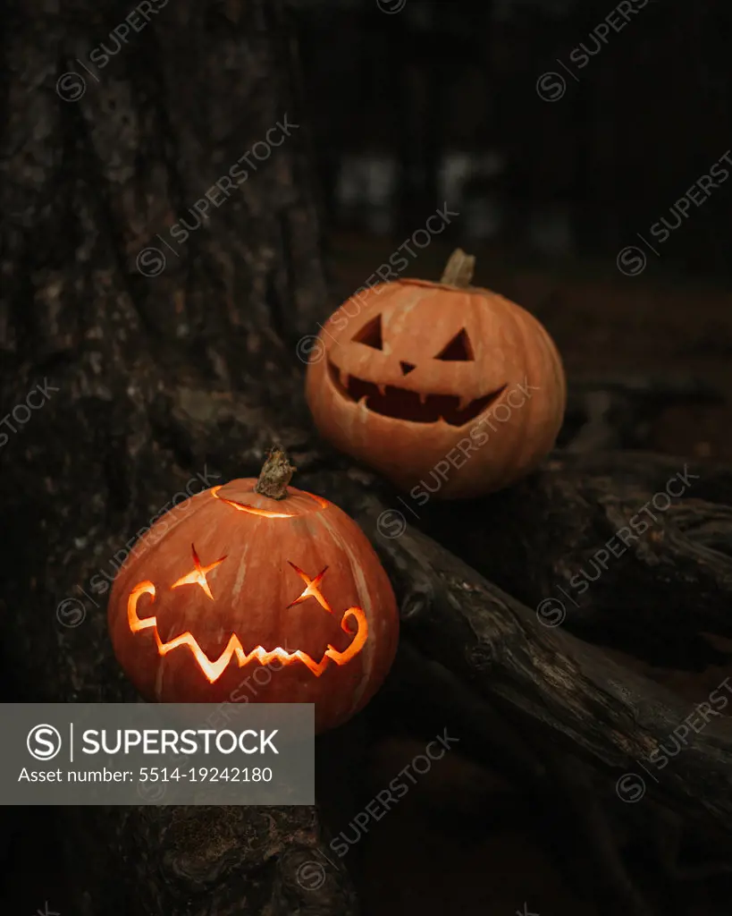 Halloween pumpkins on a driftwood