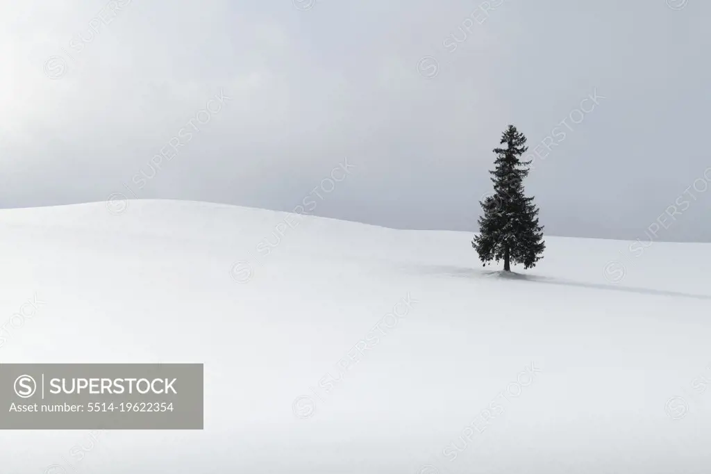 Lone Winter Tree