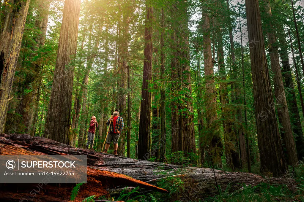 a father and son hiking through the forest at redwoods national park