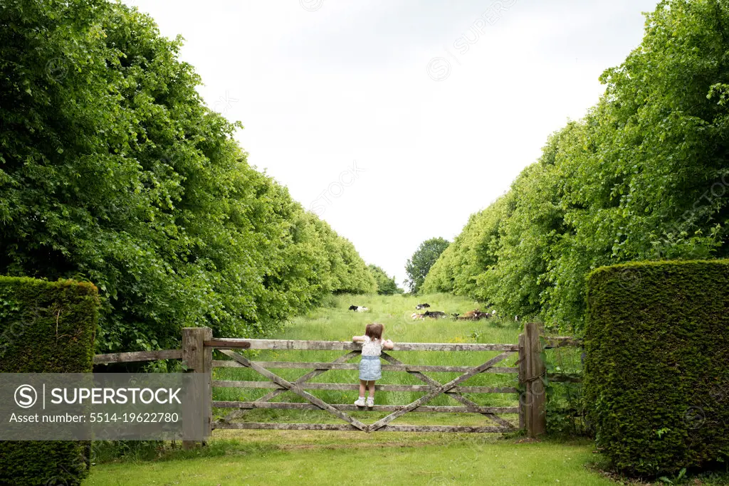 toddler climbing a gate in the countryside to look at a field of cows