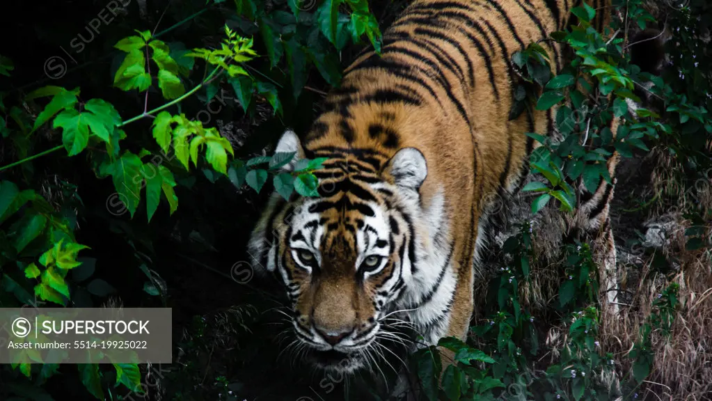 striped tiger among green trees photo from above